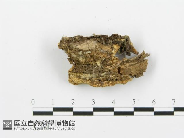 登錄號:F0006394藏品圖，第5張