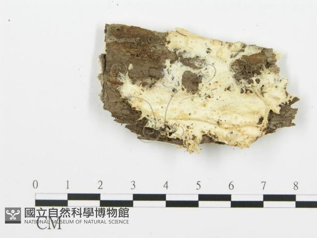 登錄號:F0017284藏品圖，第5張