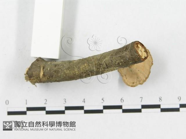 多孔菌屬藏品圖，第5張