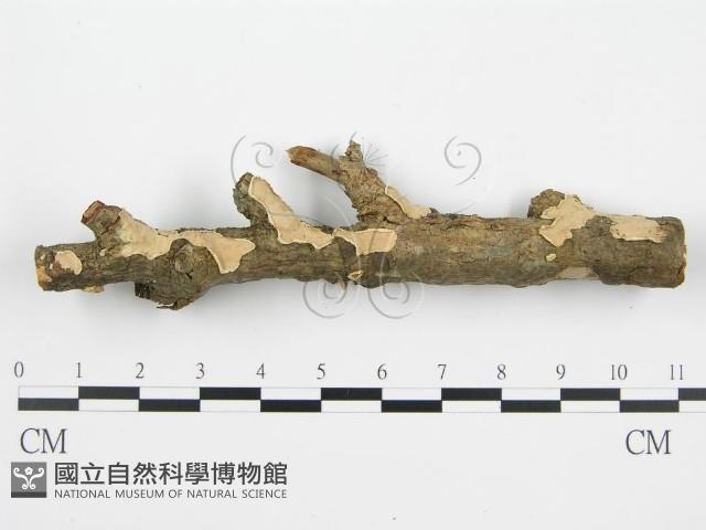 登錄號:F0004984藏品圖，第5張