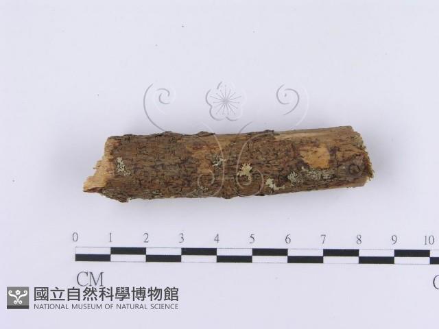 登錄號:F0002984藏品圖，第5張