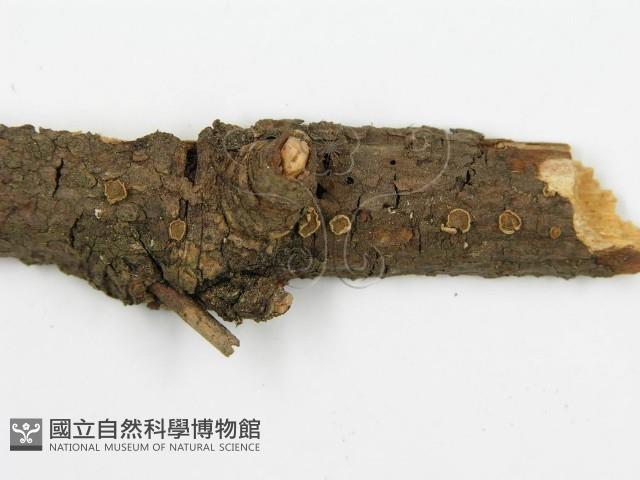 登錄號:F0016684藏品圖，第5張