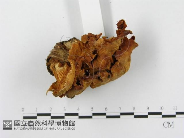 登錄號:F0013184藏品圖，第5張