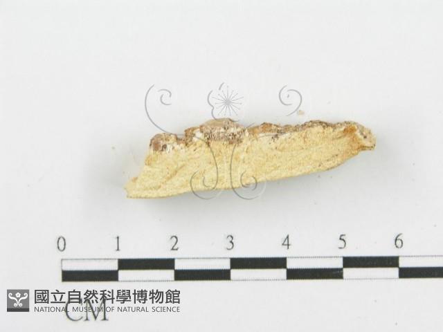 登錄號:F0006084藏品圖，第5張