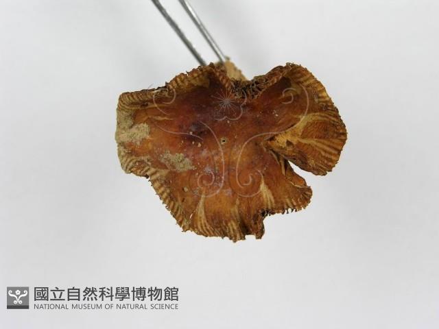 登錄號:F0013084藏品圖，第5張
