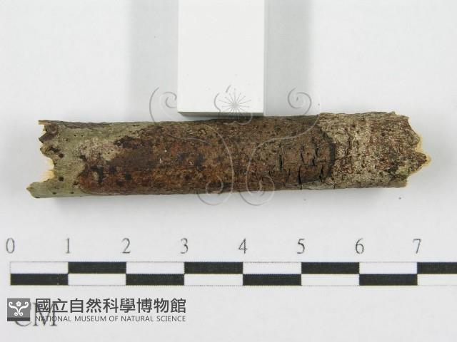 筍殼菌屬藏品圖，第5張