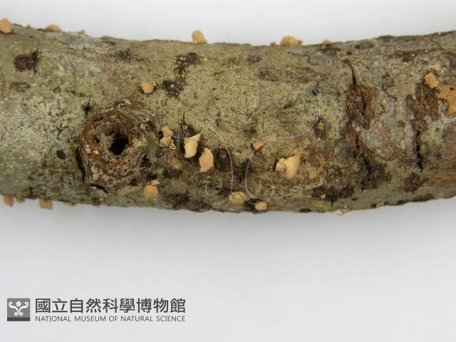 登錄號:F0010692藏品圖，第5張