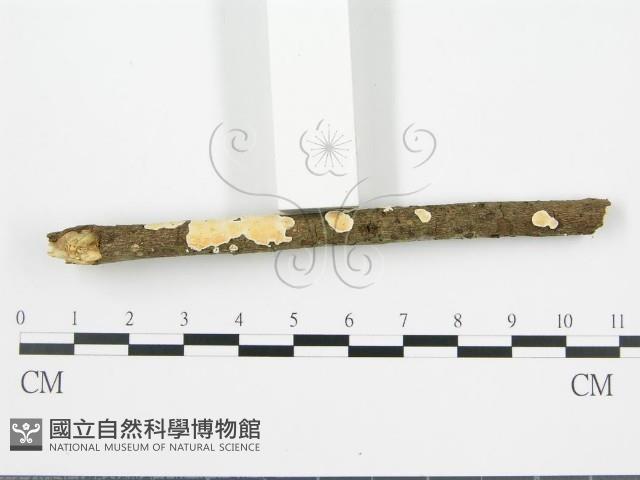 登錄號:F0015692藏品圖，第5張