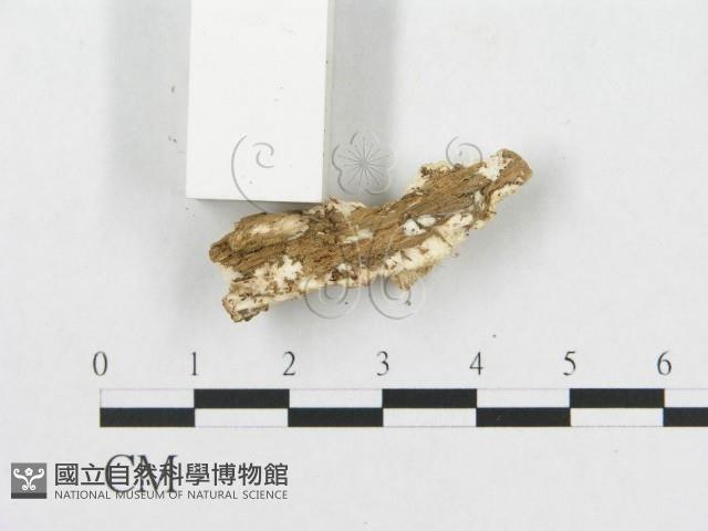 登錄號:F0017492藏品圖，第5張