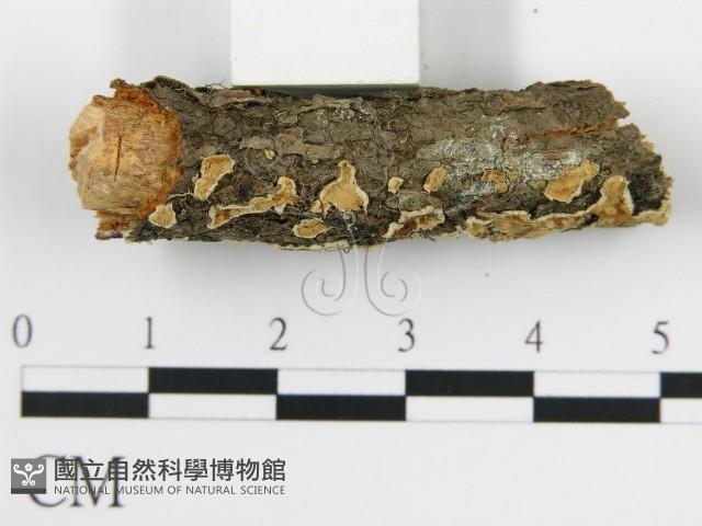 盤革菌屬藏品圖，第5張