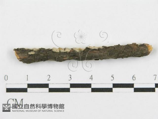 登錄號:F0017792藏品圖，第5張
