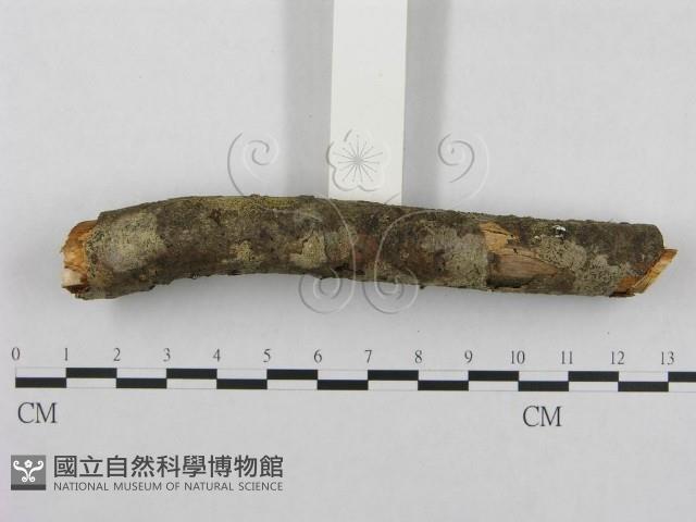 登錄號:F0001282藏品圖，第5張