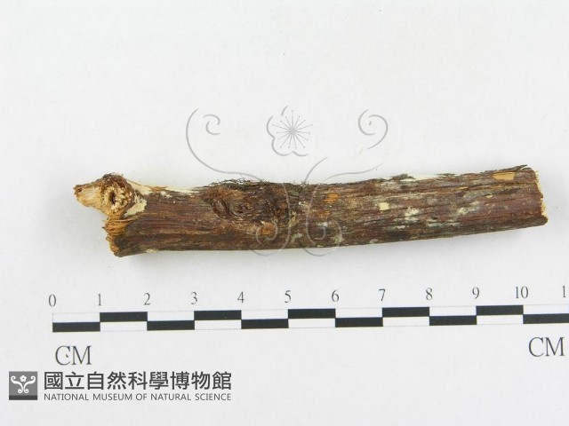 革墊菌屬藏品圖，第5張