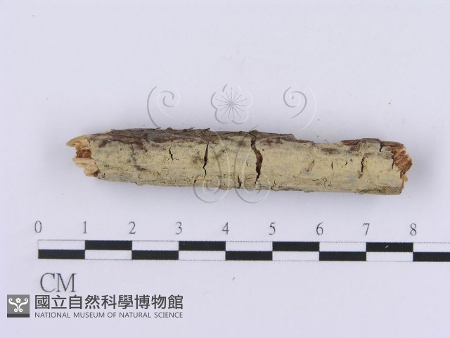 登錄號:F0002982藏品圖，第5張