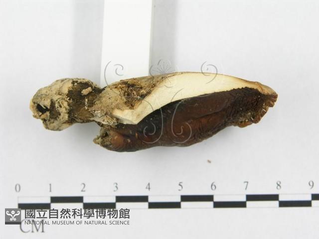 登錄號:F0017682藏品圖，第5張