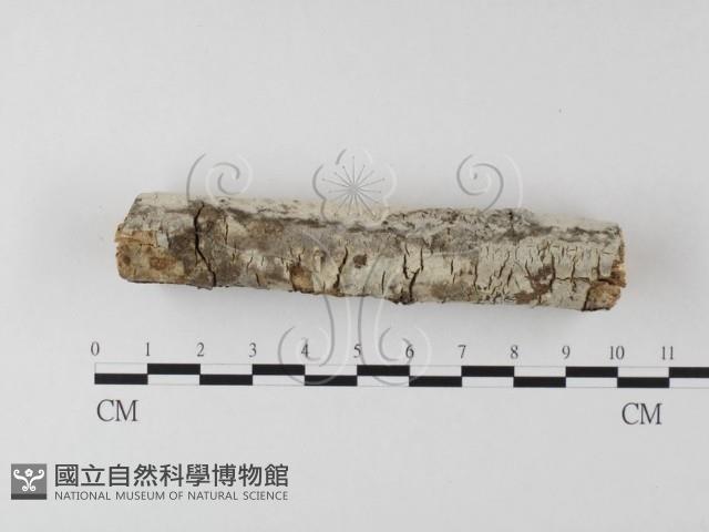 登錄號:F0013682藏品圖，第5張