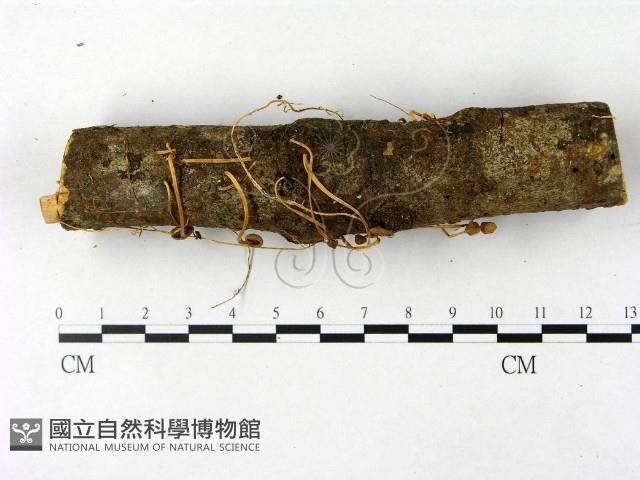 登錄號:F0007482藏品圖，第5張