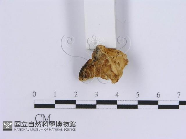 登錄號:F0017582藏品圖，第6張