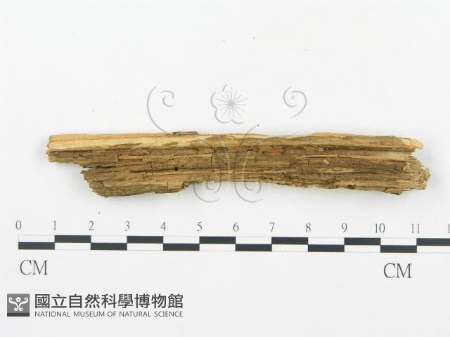 登錄號:F0017382藏品圖，第5張