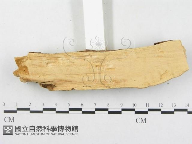 登錄號:F0000297藏品圖，第5張