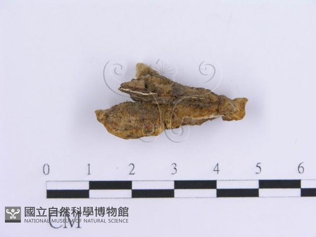 登錄號:F0007297藏品圖，第5張
