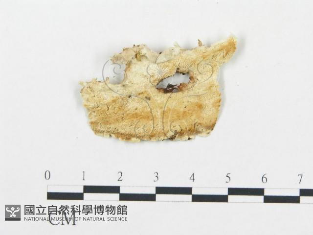 登錄號:F0017297藏品圖，第5張
