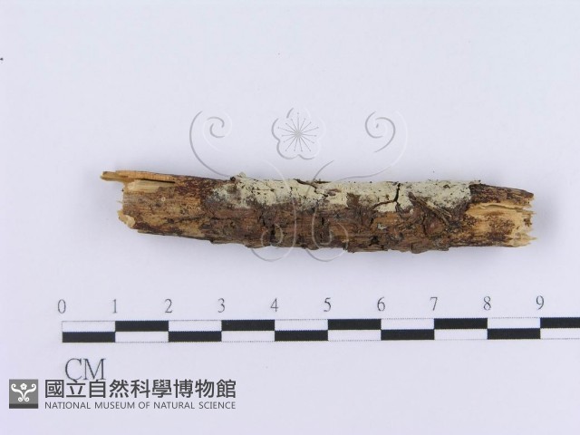 登錄號:F0002997藏品圖，第5張