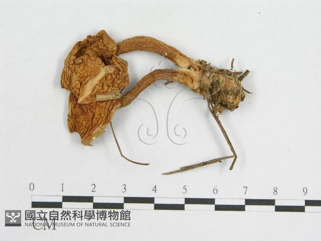 登錄號:F0002697藏品圖，第5張