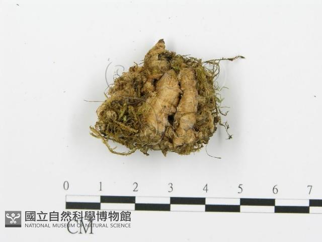 煙管菌藏品圖，第5張