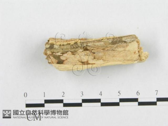 登錄號:F0007097藏品圖，第5張