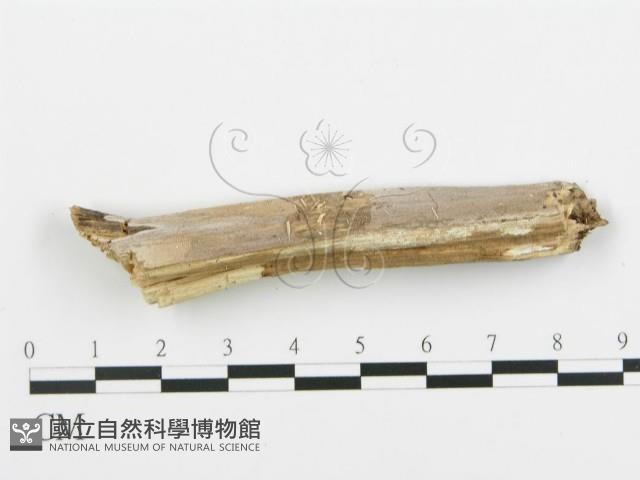 登錄號:F0005097藏品圖，第5張