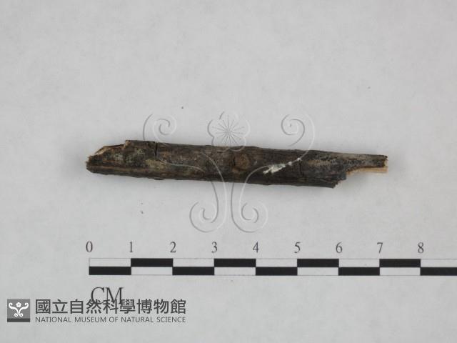 登錄號:F0024887藏品圖，第5張