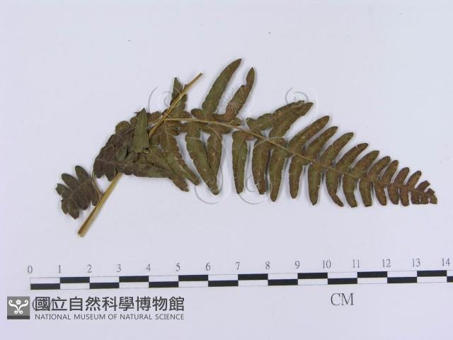 登錄號:F0018987藏品圖，第5張