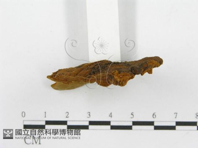 登錄號:F0016487藏品圖，第5張