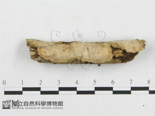 登錄號:F0007787藏品圖，第5張