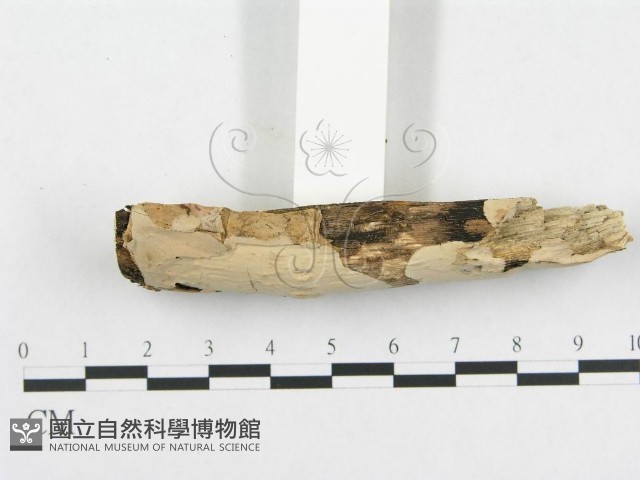 孔韌菌屬藏品圖，第5張