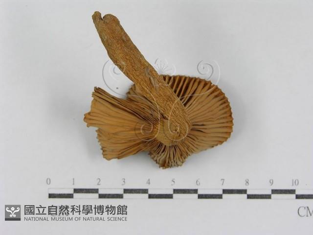 登錄號:F0008387藏品圖，第5張