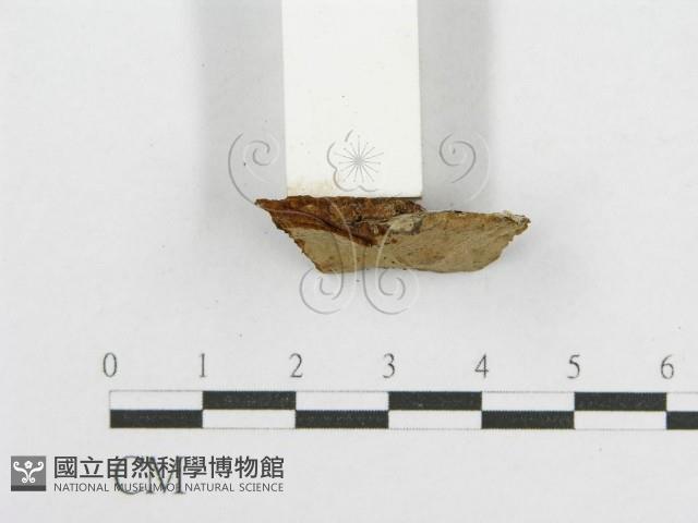 登錄號:F0017387藏品圖，第5張
