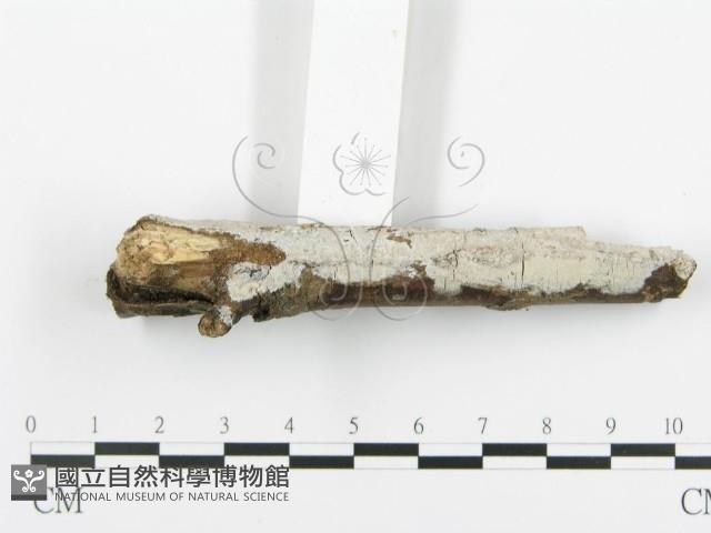登錄號:F0005105藏品圖，第5張
