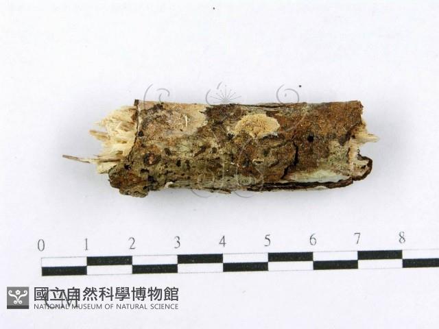 射脈菌屬藏品圖，第5張