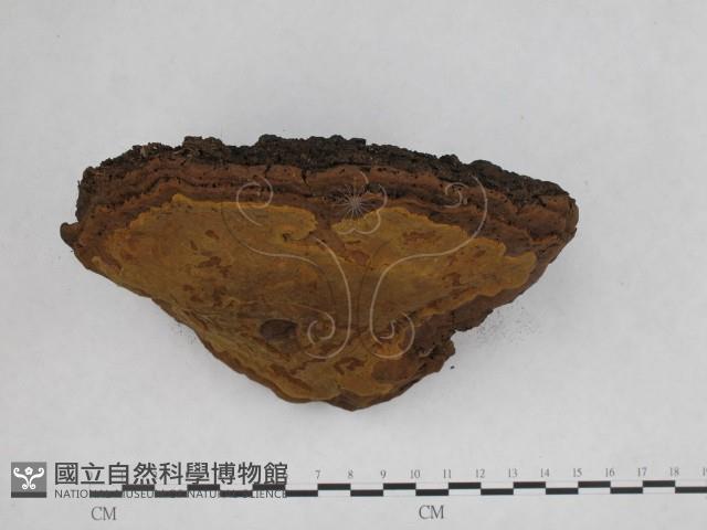 登錄號:F0013295藏品圖，第5張