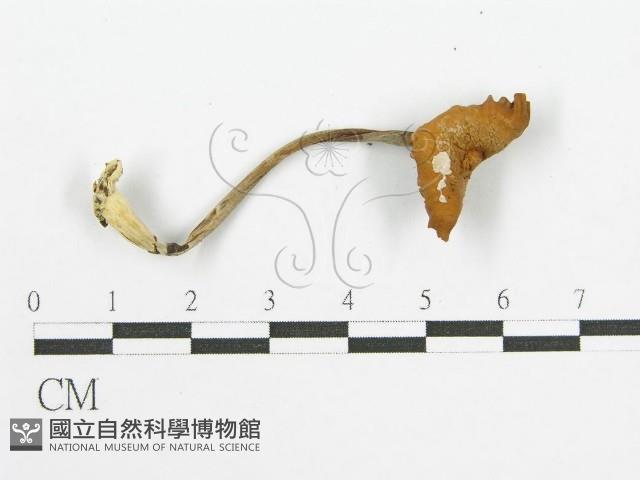 登錄號:F0004895藏品圖，第5張