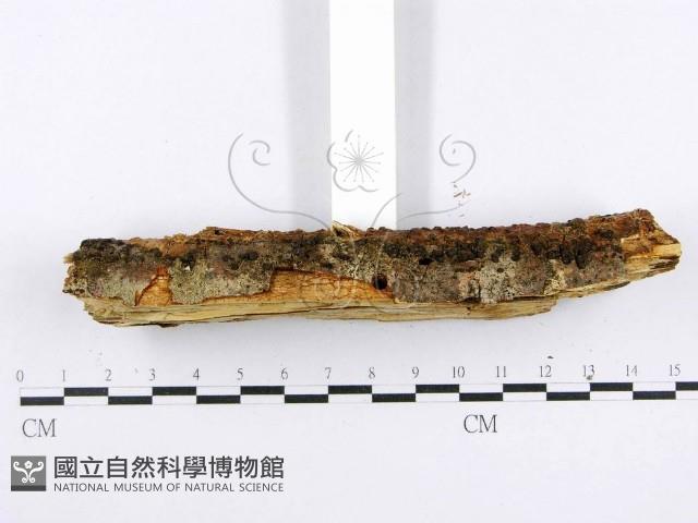 射脈菌屬藏品圖，第5張
