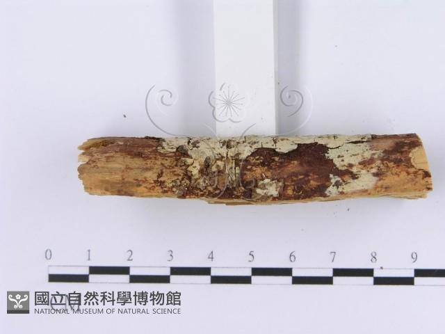 登錄號:F0002995藏品圖，第5張