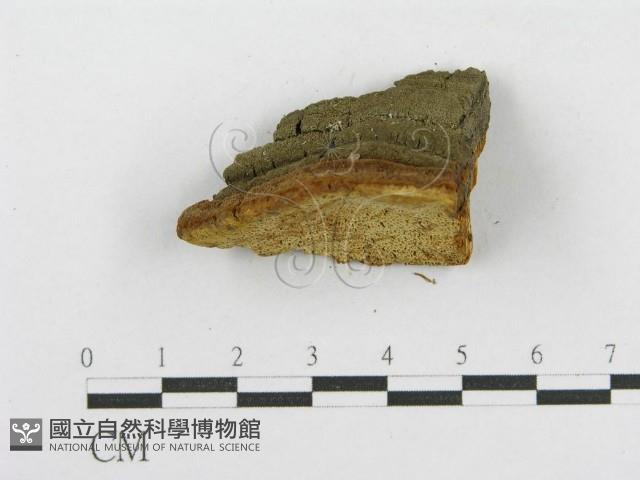 木層孔菌屬藏品圖，第5張
