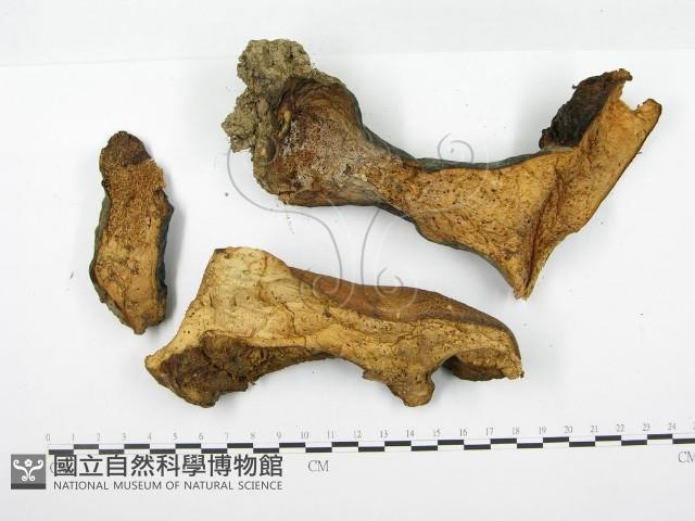 登錄號:F0020495藏品圖，第5張