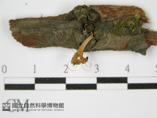登錄號:F0001495藏品圖，第5張