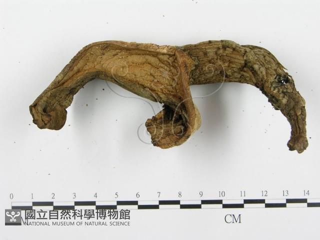 登錄號:F0008195藏品圖，第5張