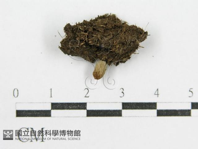 鬼傘屬藏品圖，第5張