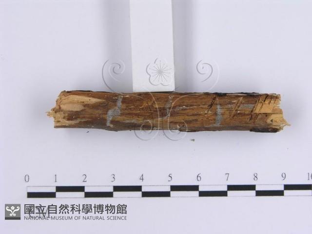 Accession Number:F0005095 Collection Image, Figure 5, Total 6 Figures